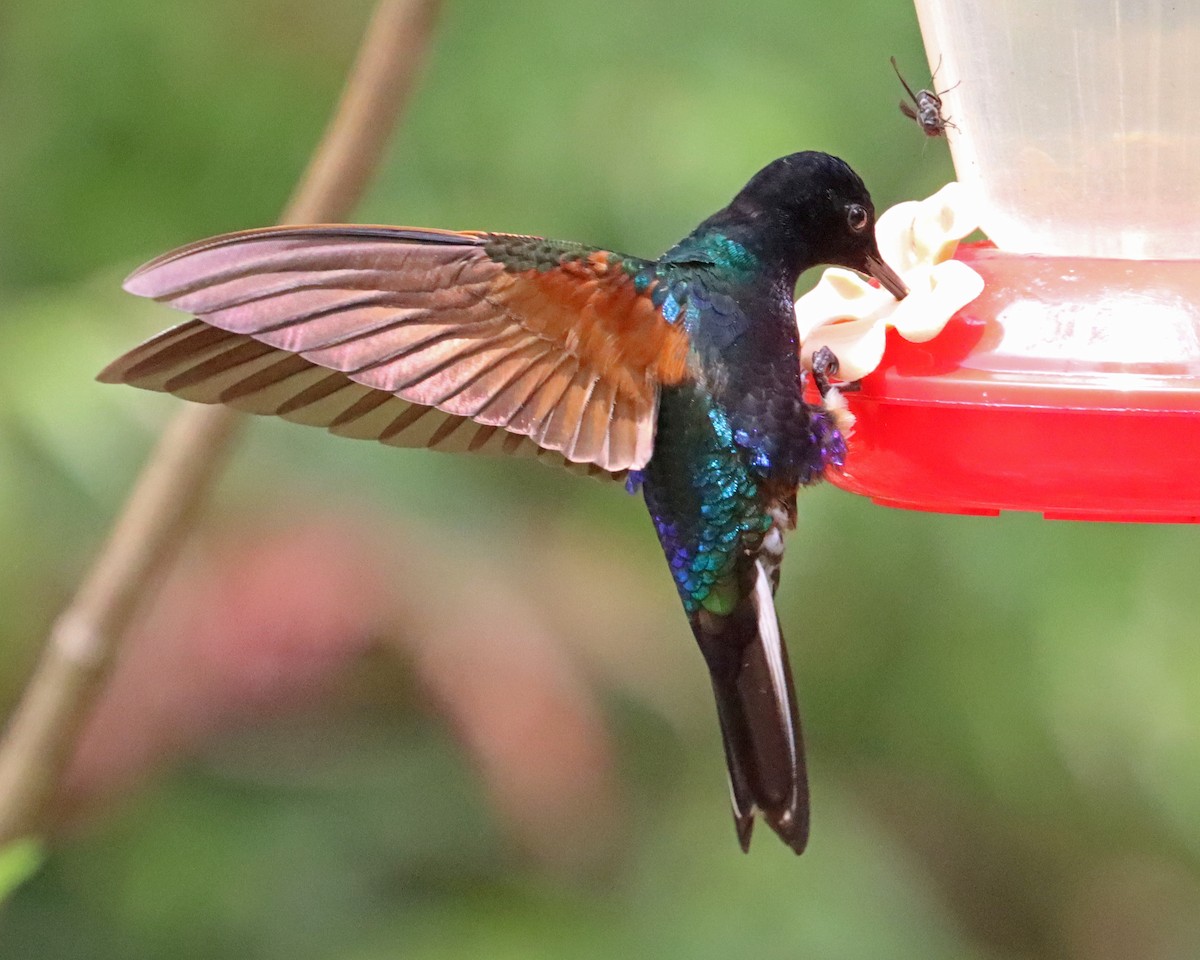 kolibřík hyacintový - ML619948675