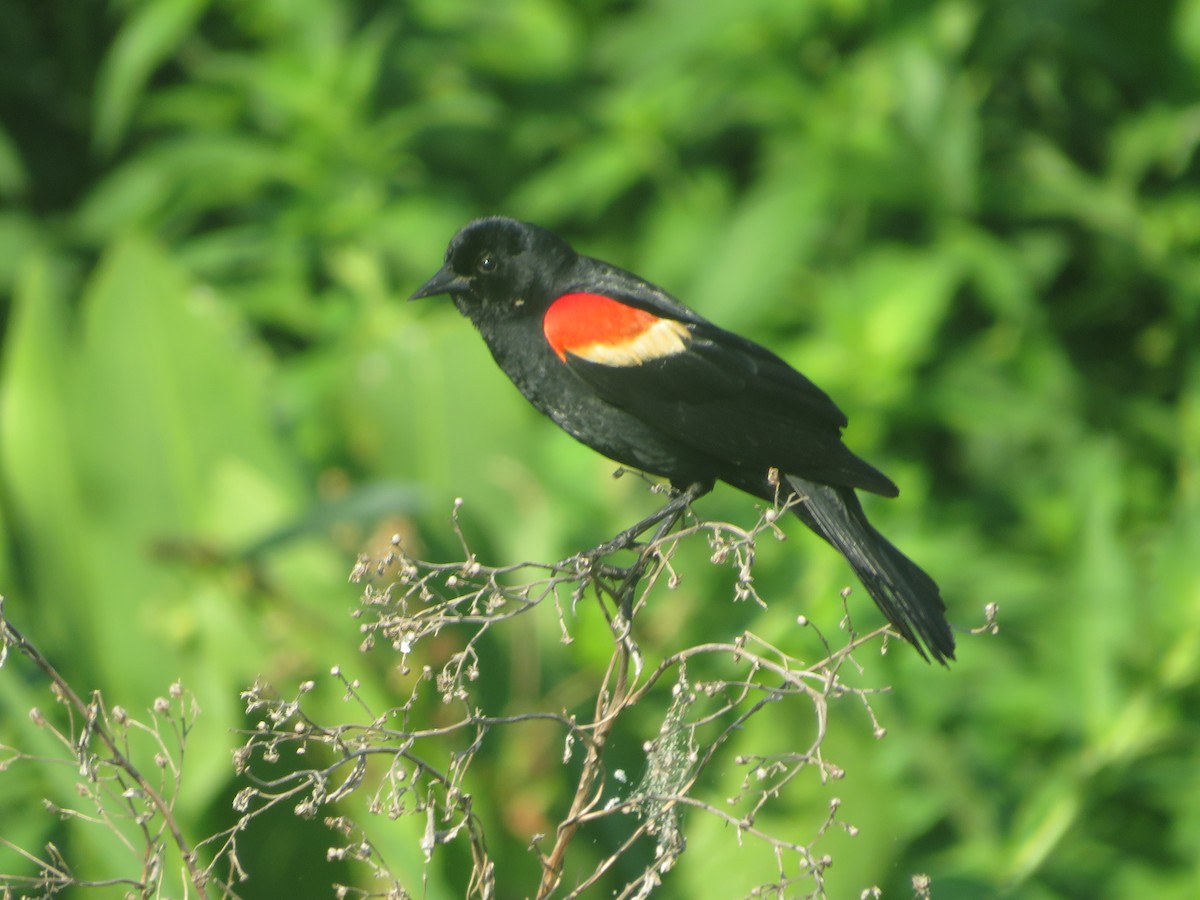 Red-winged Blackbird - ML619948677