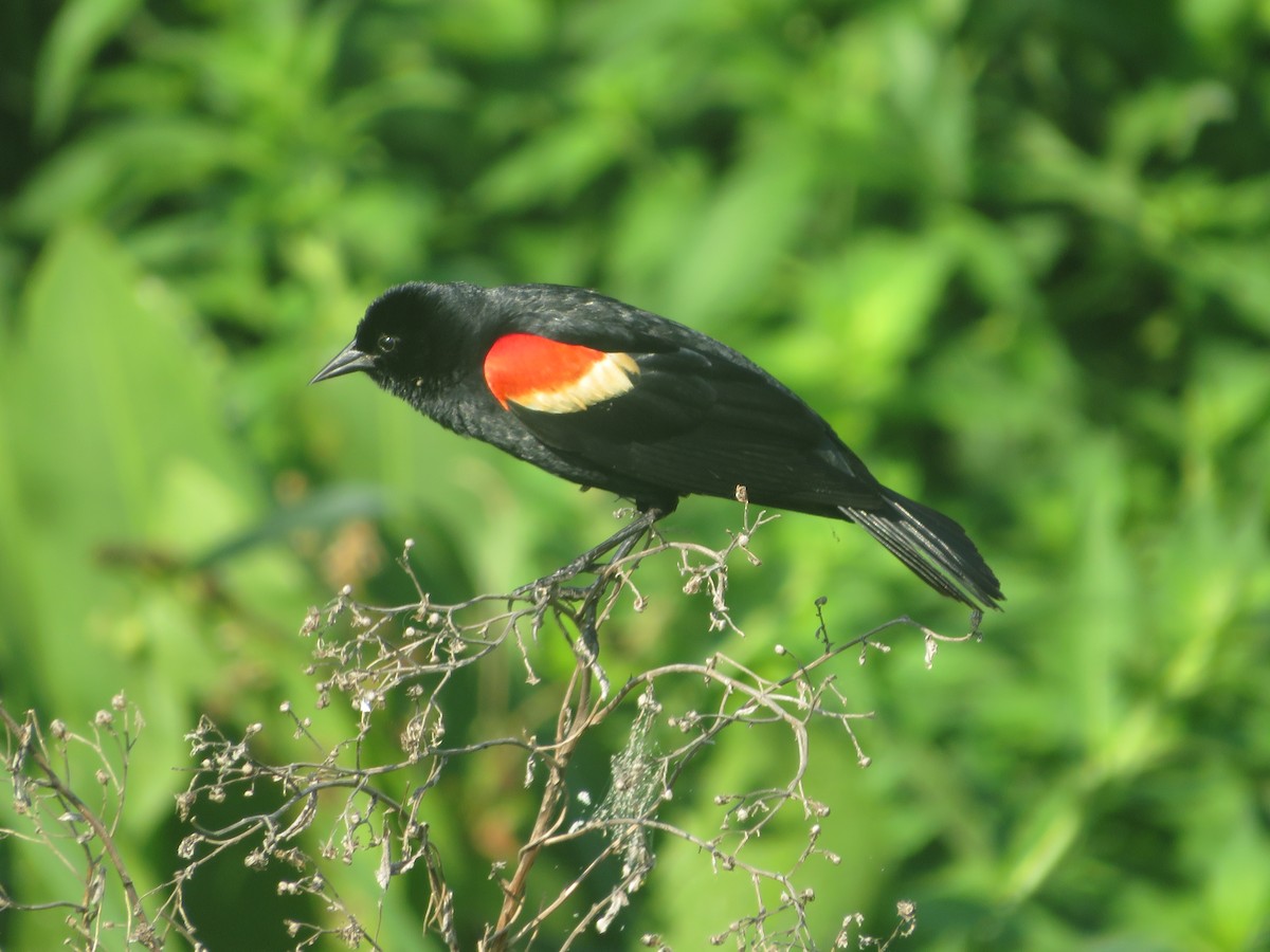 Red-winged Blackbird - ML619948678
