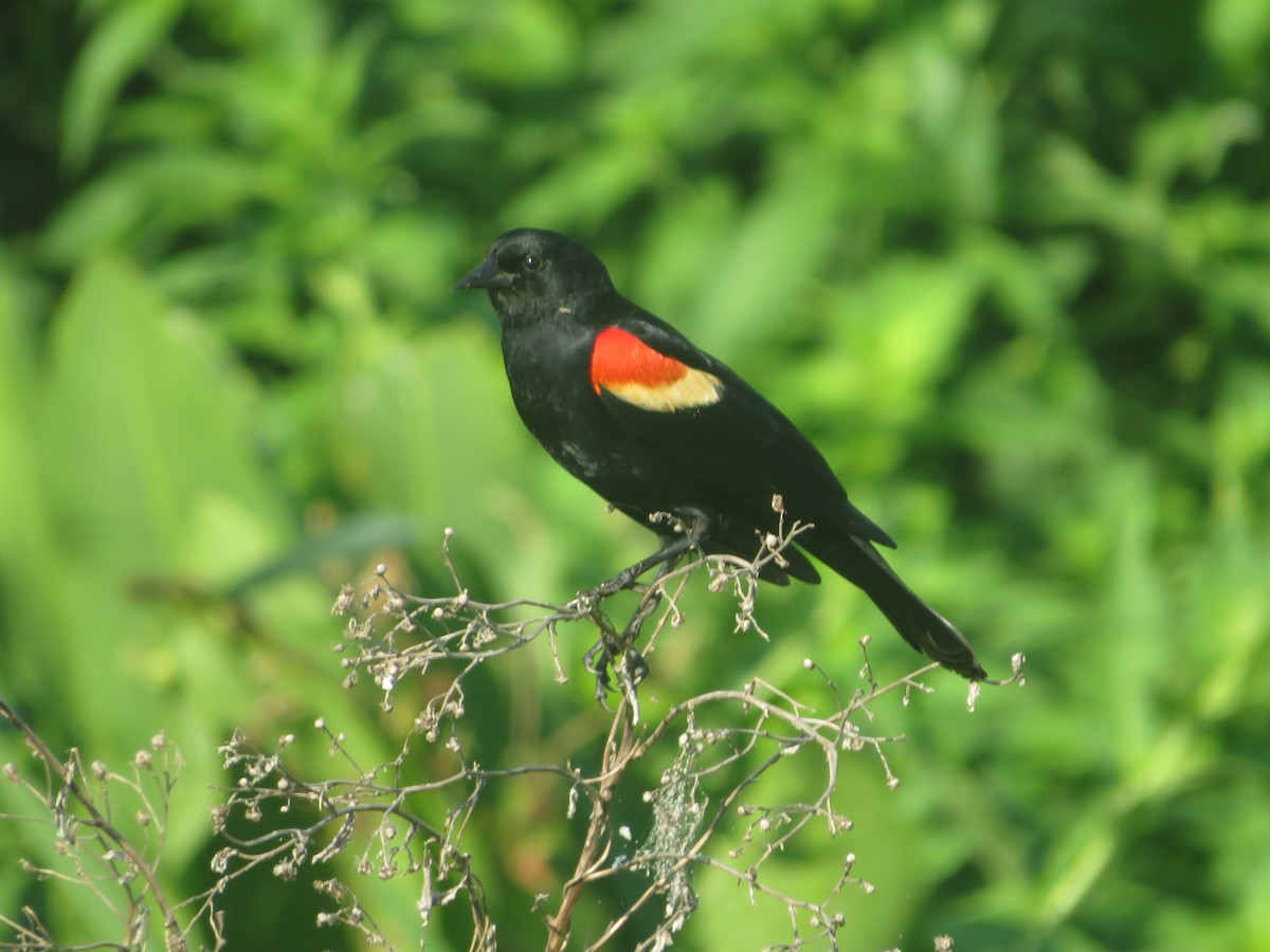Red-winged Blackbird - ML619948679