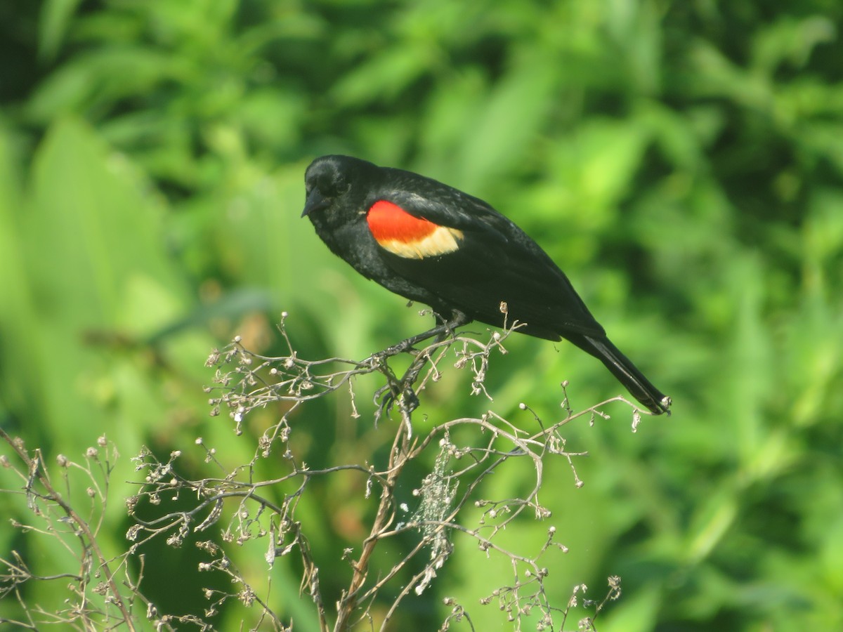 Red-winged Blackbird - ML619948680