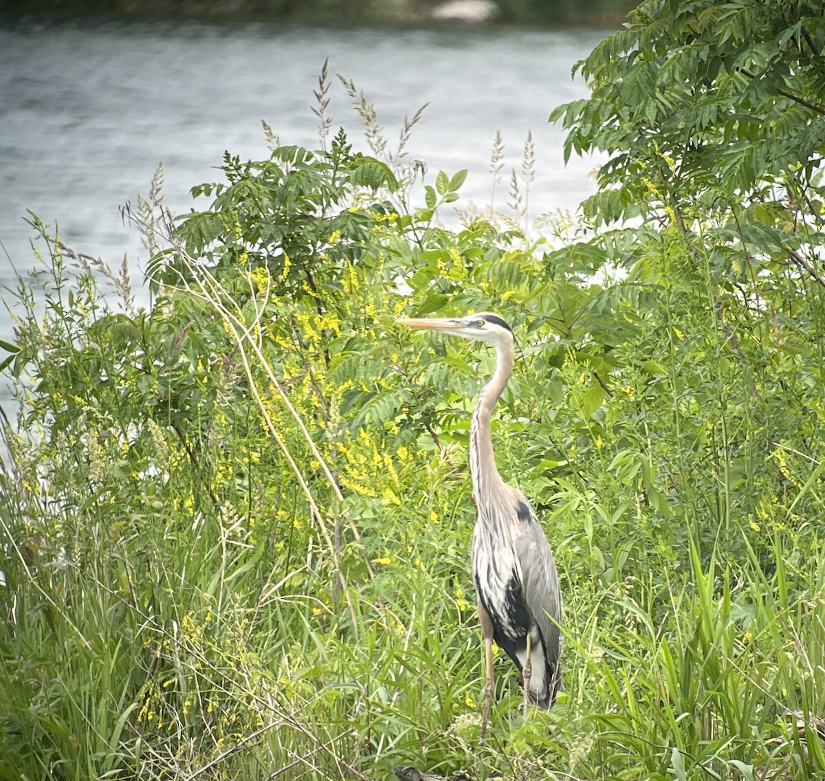 Great Blue Heron - ML619948684