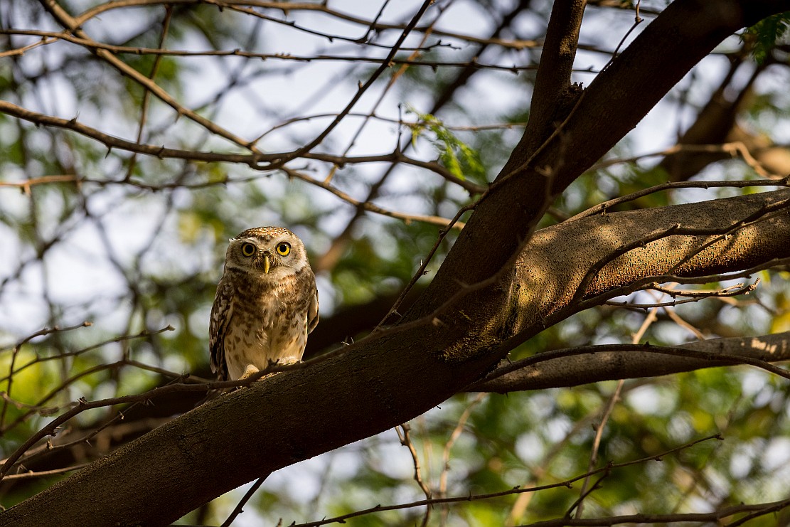 Spotted Owlet - ML619948686