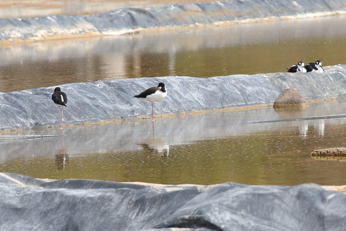 Black-necked Stilt - ML619948691
