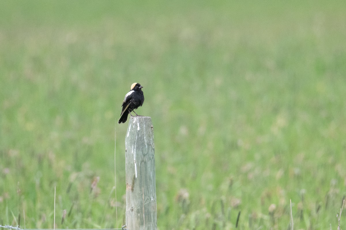 bobolink americký - ML619948696