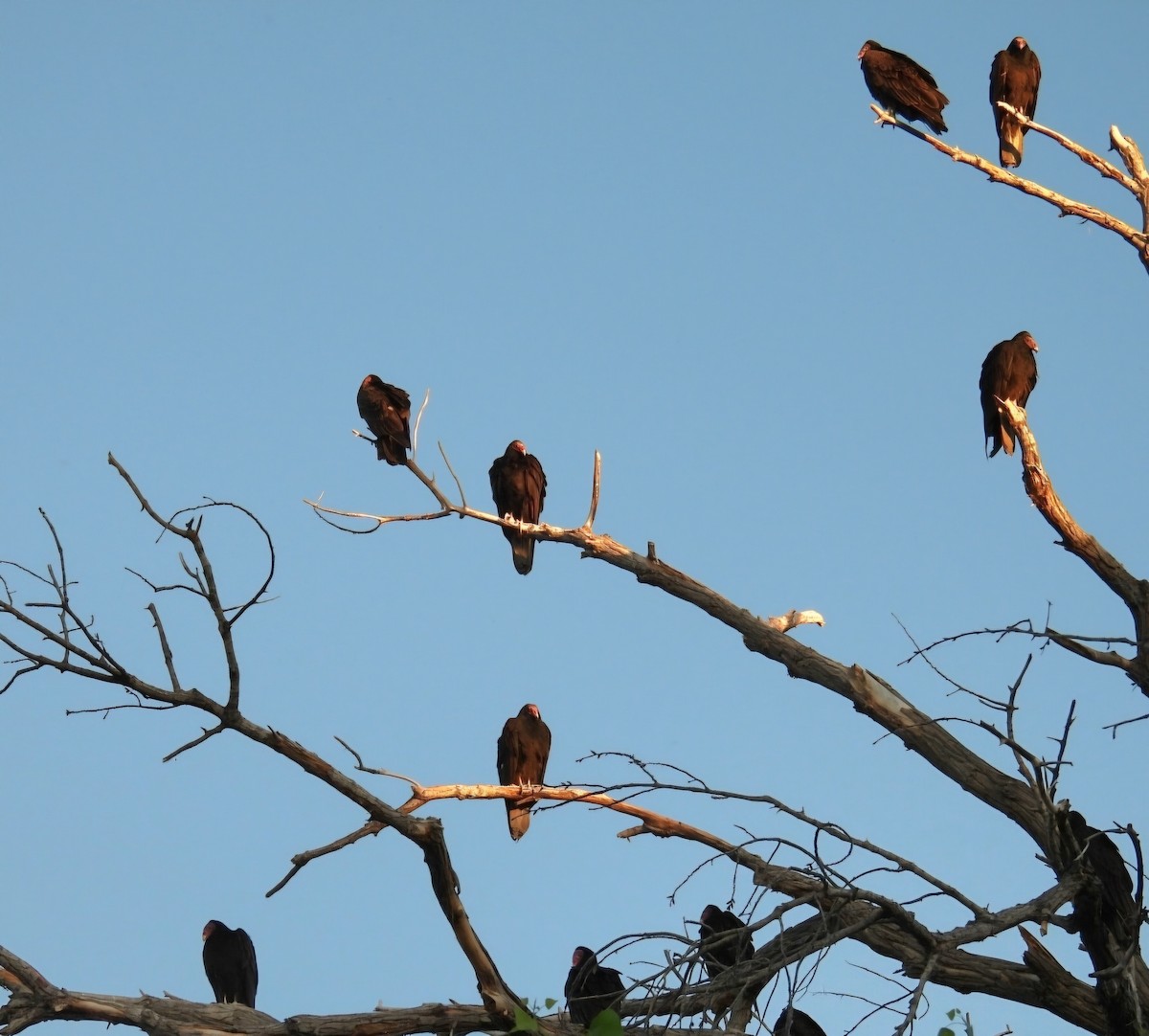 Turkey Vulture - ML619948698