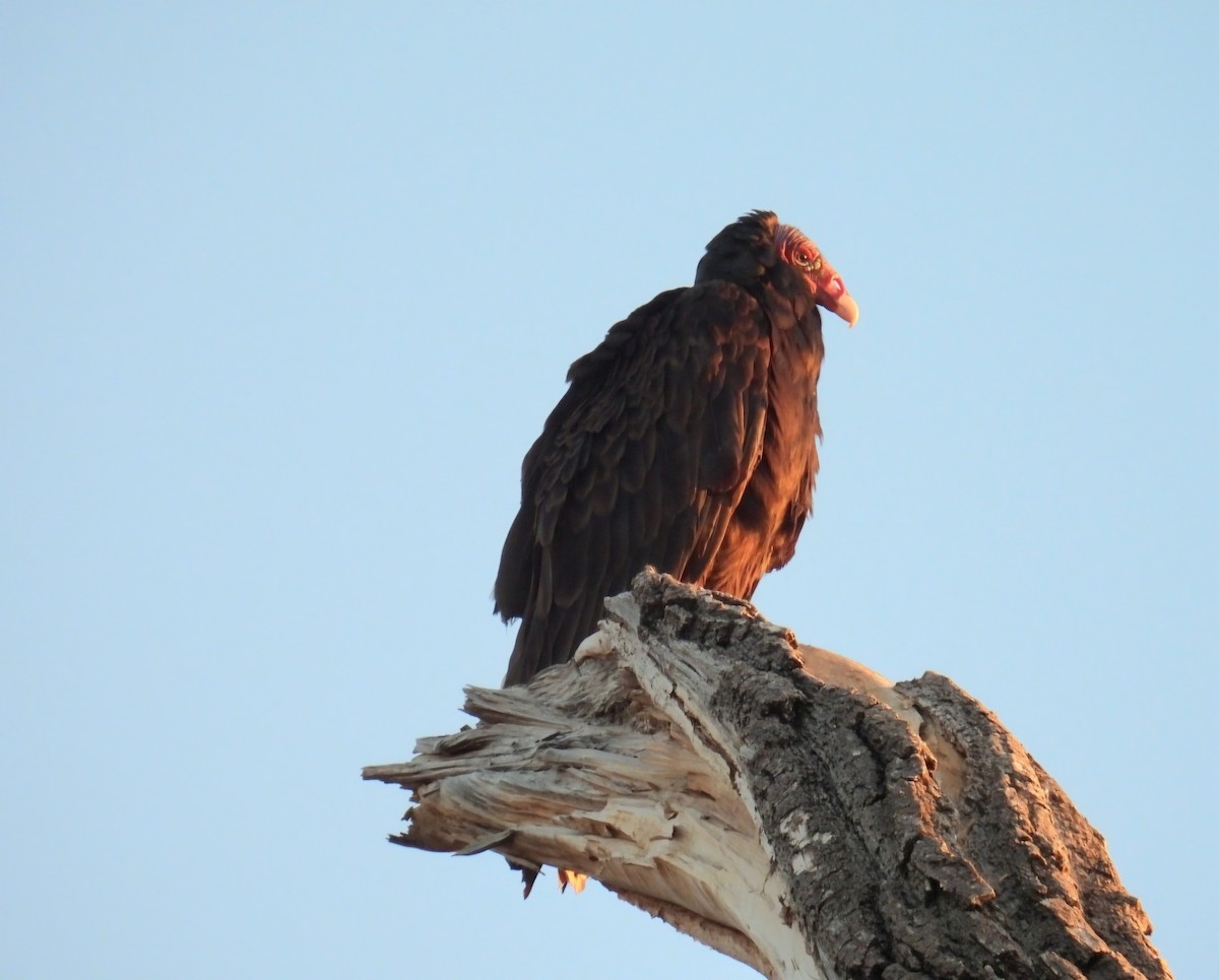 Turkey Vulture - ML619948699