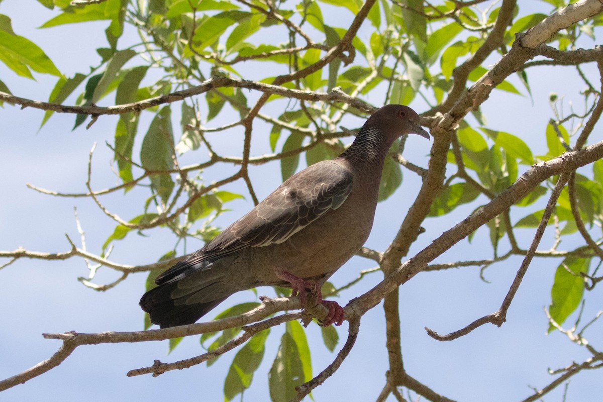 Pigeon picazuro - ML619948701