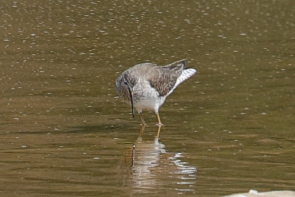 Greater Yellowlegs - ML619948707