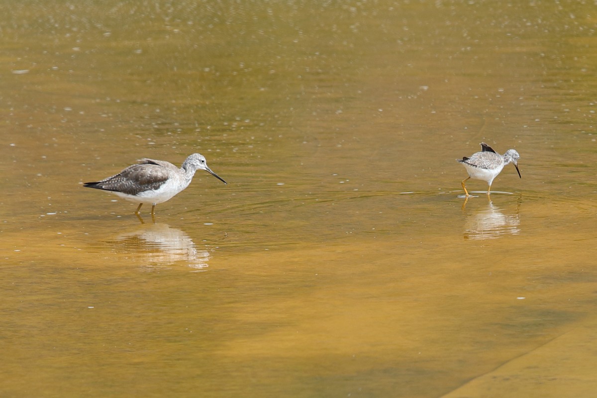 Greater Yellowlegs - ML619948709