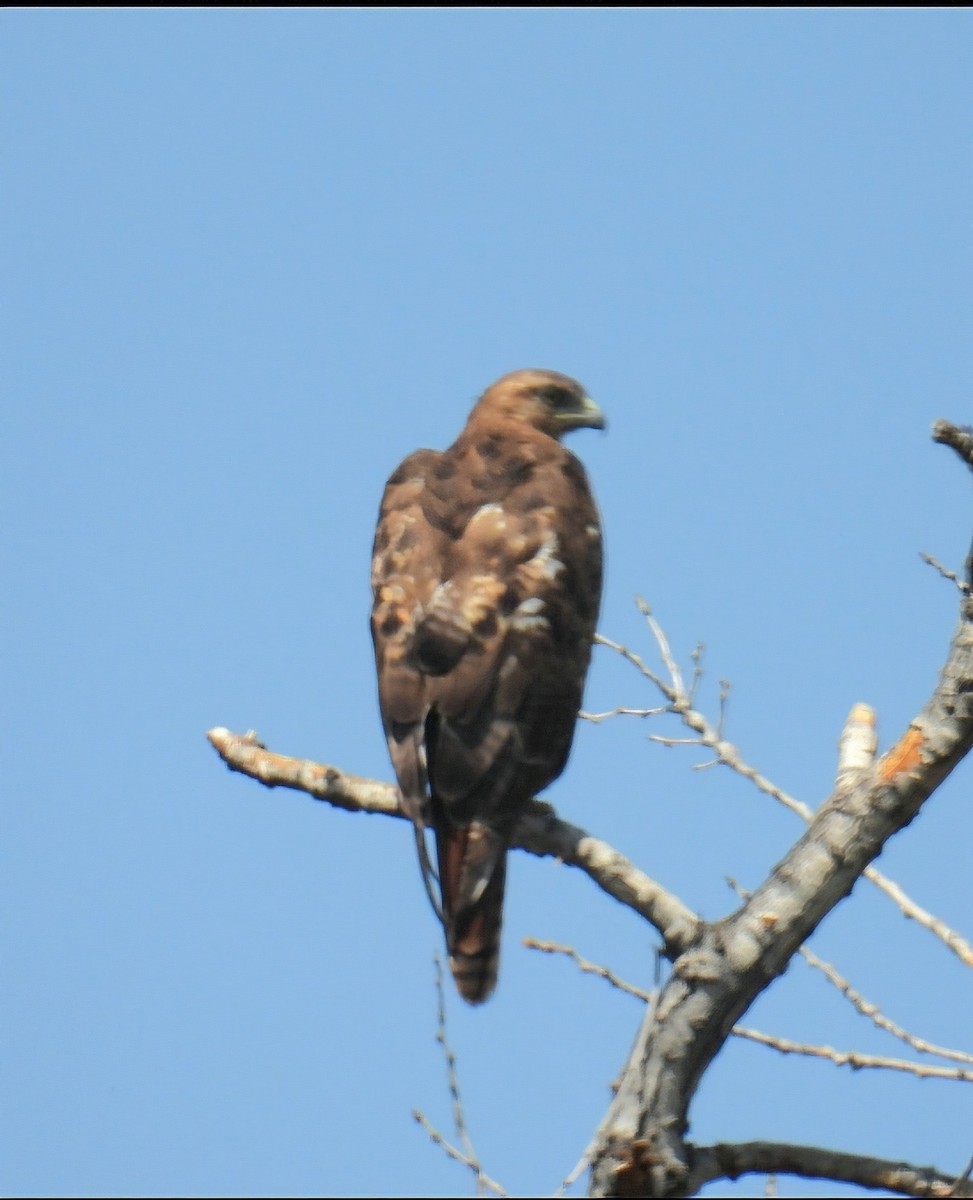 Red-tailed Hawk - ML619948711