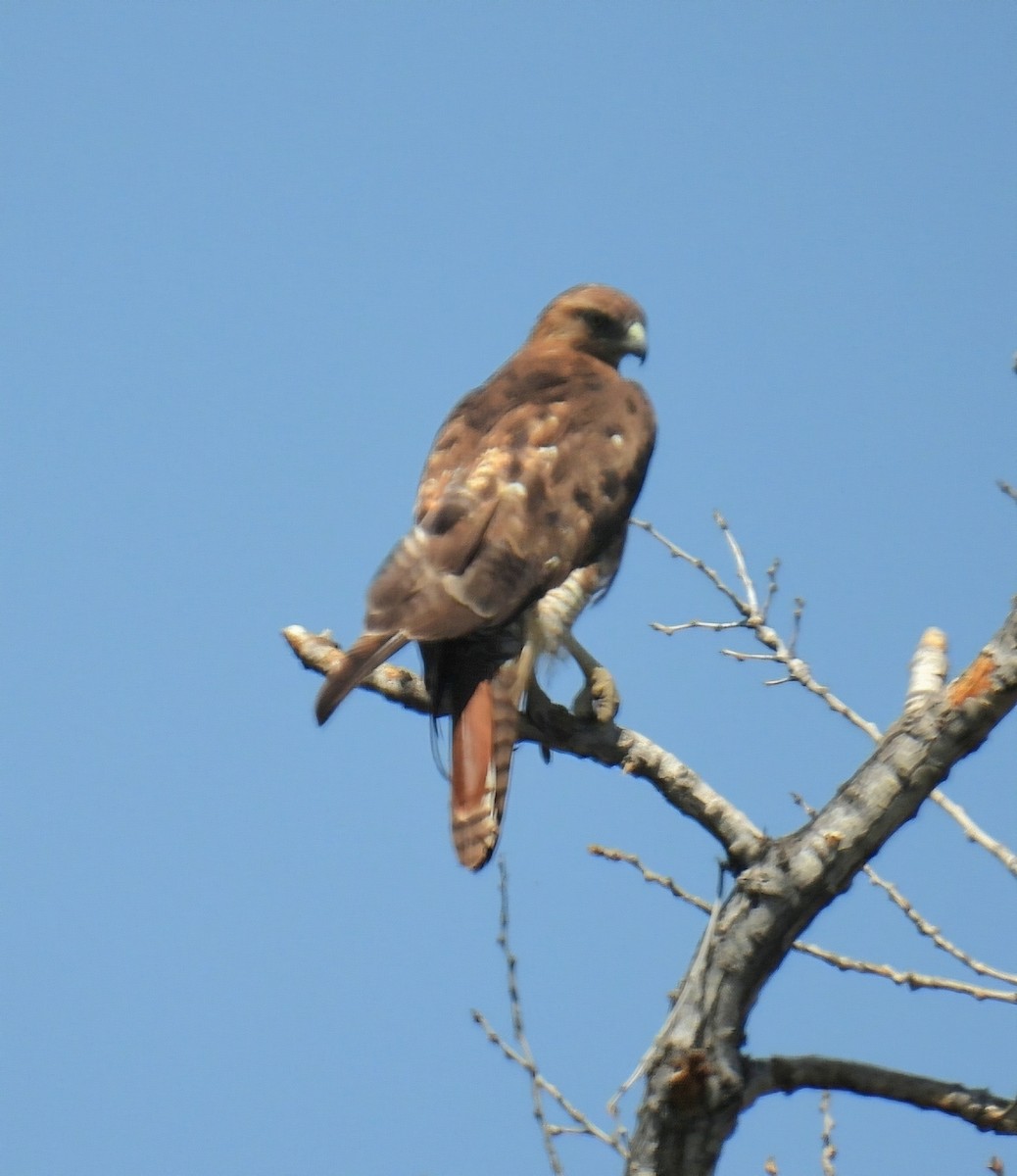 Red-tailed Hawk - ML619948712