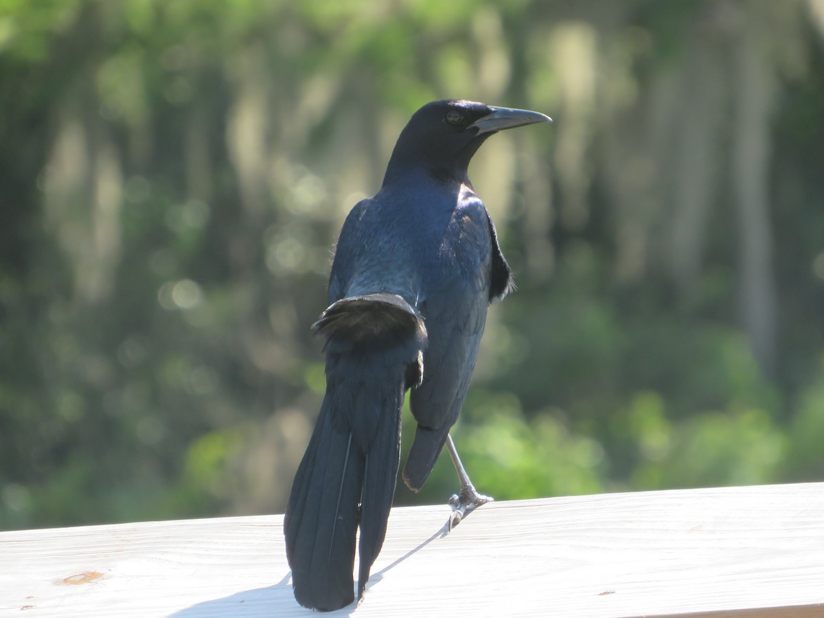 Boat-tailed Grackle - ML619948715