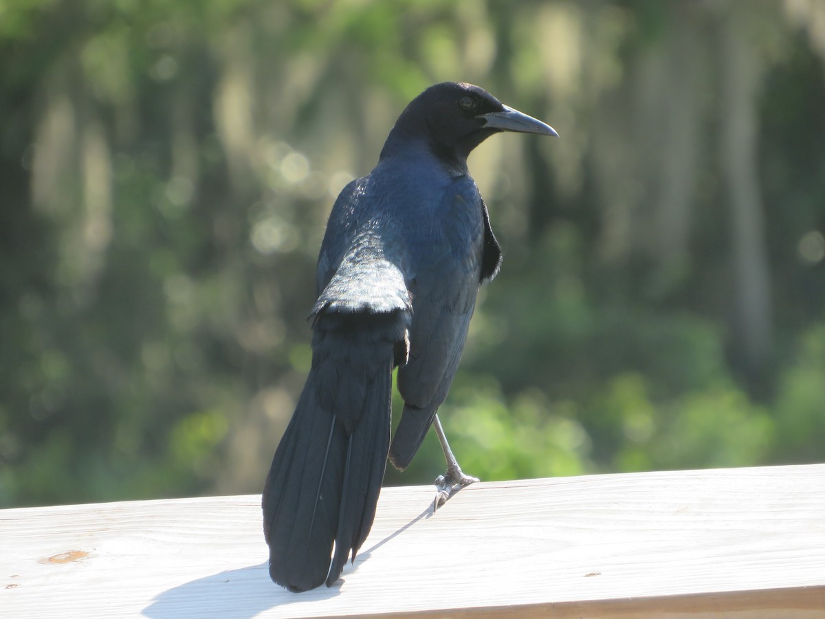 Boat-tailed Grackle - ML619948716