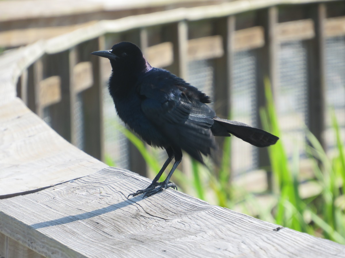Boat-tailed Grackle - ML619948717
