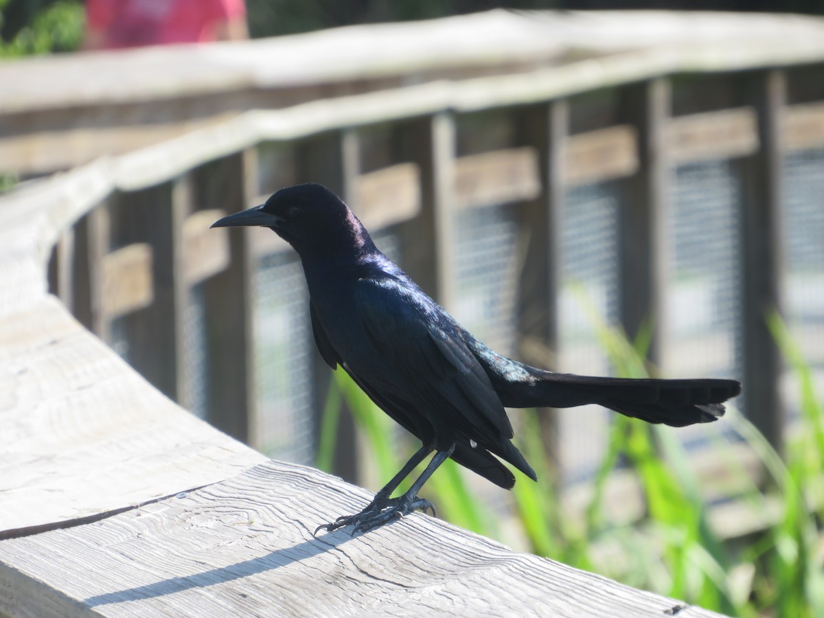 Boat-tailed Grackle - ML619948718