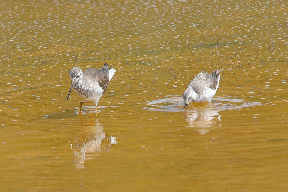 Lesser Yellowlegs - ML619948719