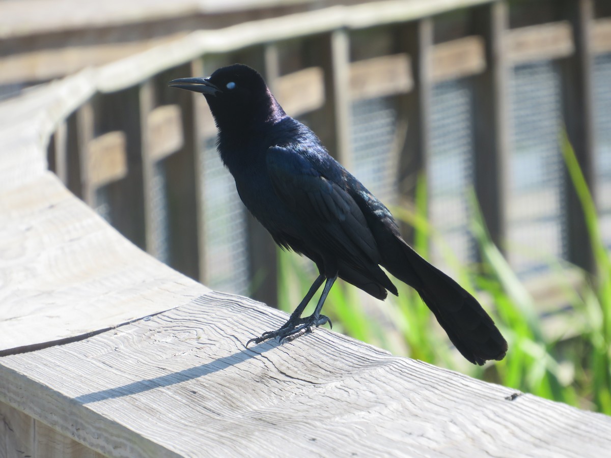 Boat-tailed Grackle - ML619948721