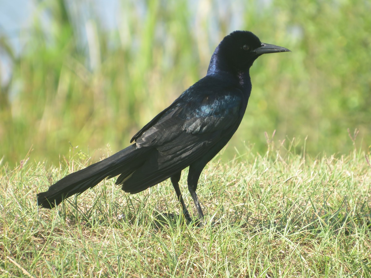 Boat-tailed Grackle - ML619948722