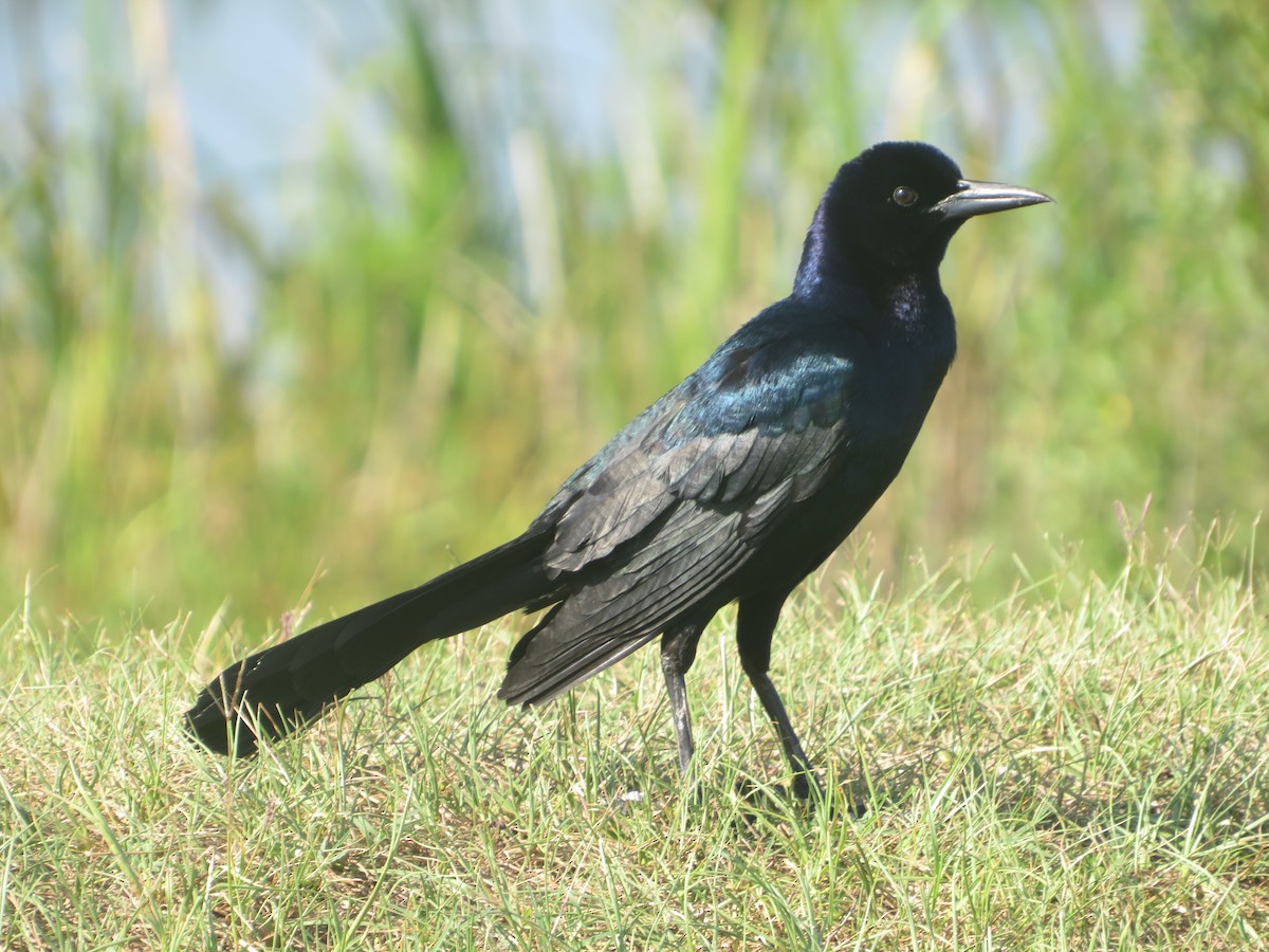 Boat-tailed Grackle - ML619948723