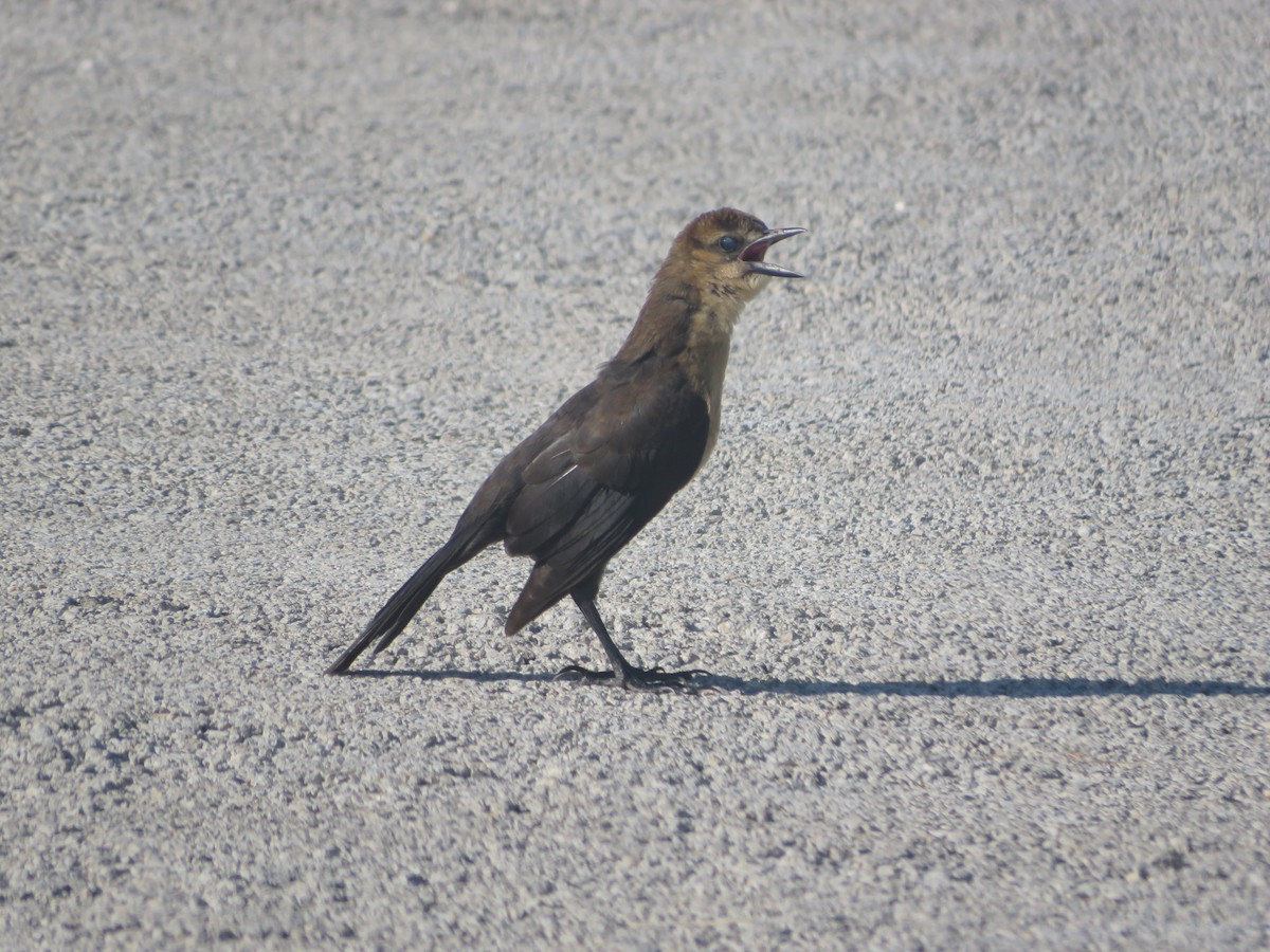 Boat-tailed Grackle - ML619948724