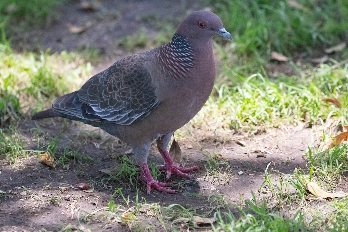 Pigeon picazuro - ML619948726