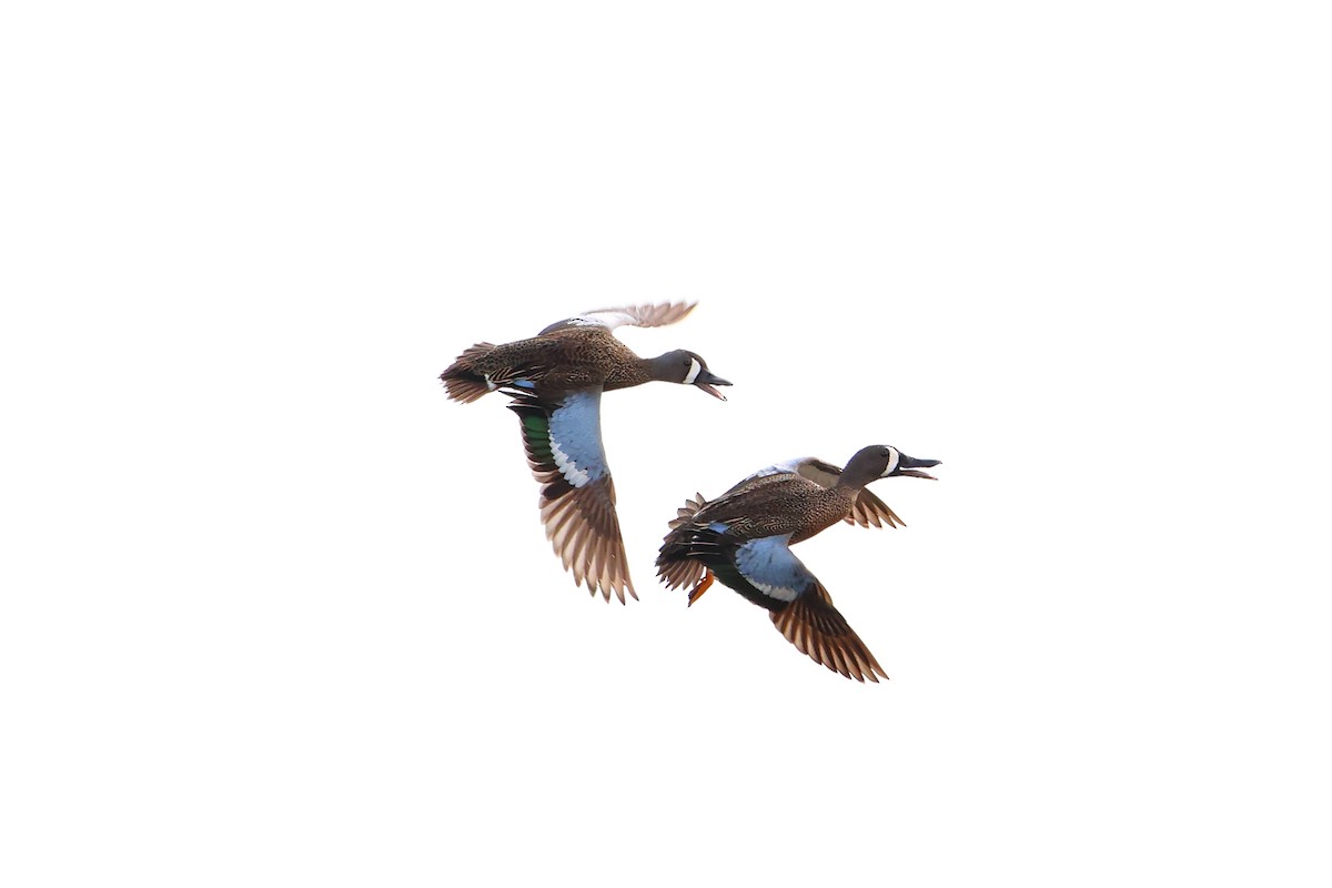 Blue-winged Teal - ML619948730