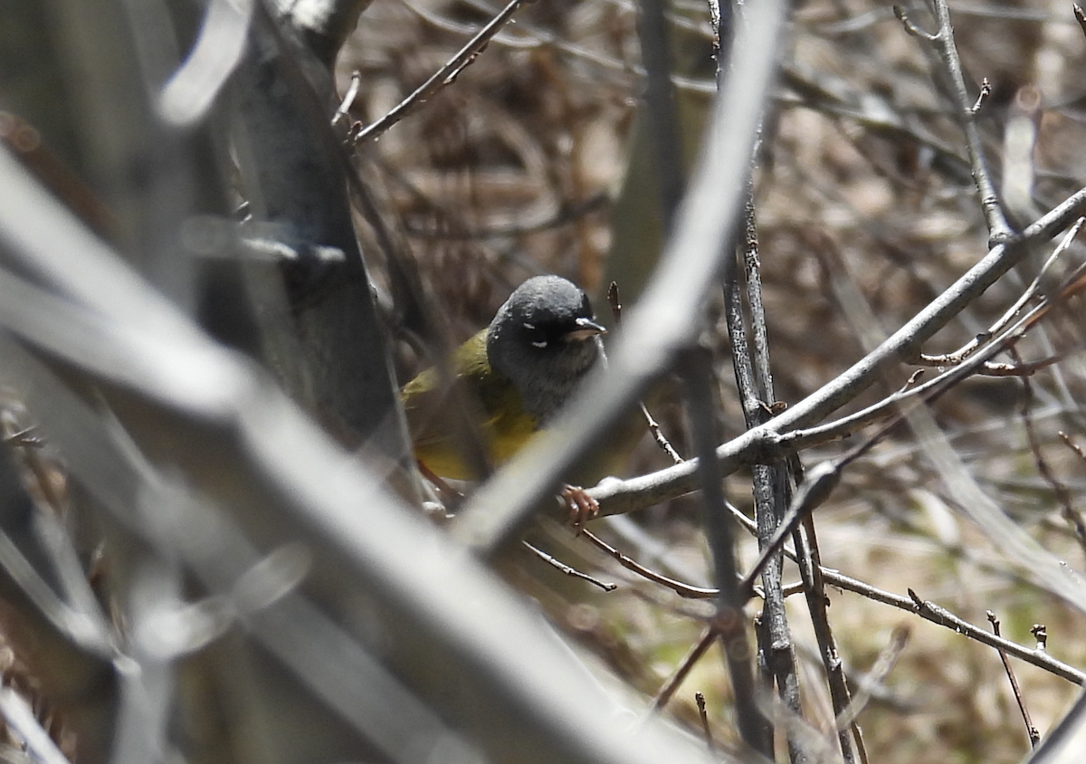 MacGillivray's Warbler - ML619948732