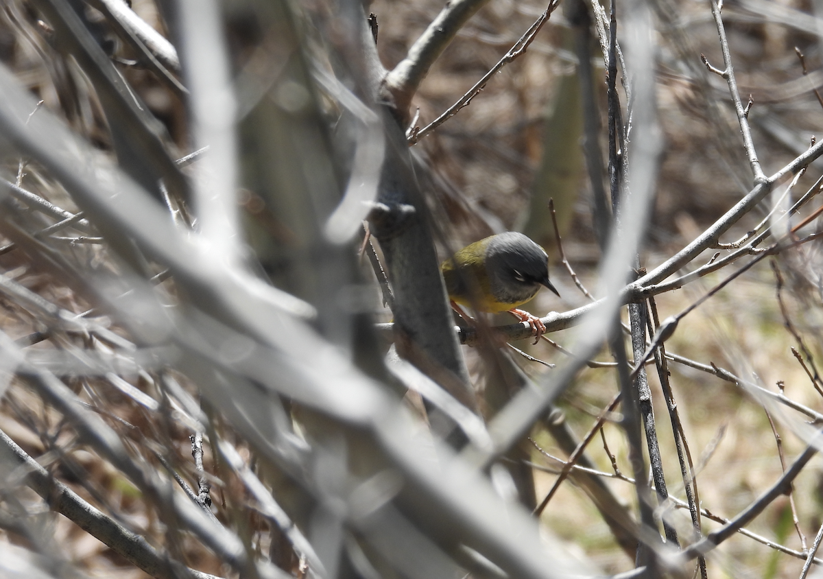 MacGillivray's Warbler - ML619948733