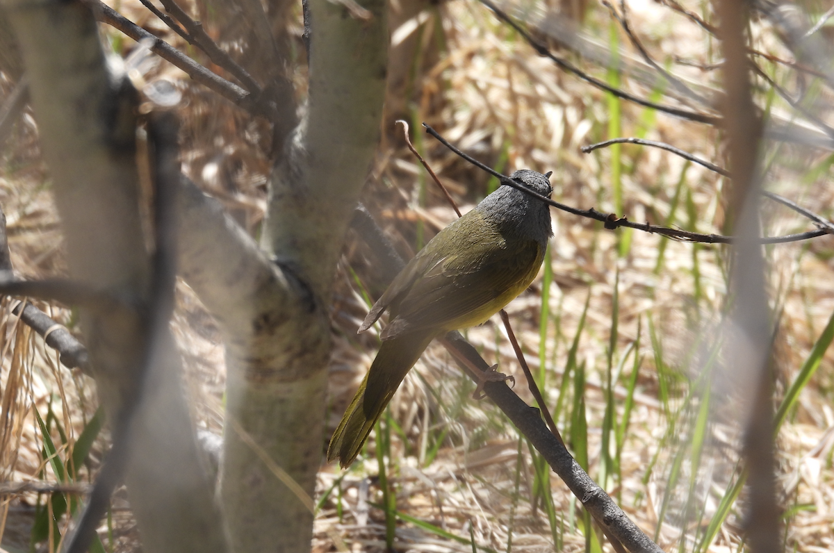 MacGillivray's Warbler - ML619948734