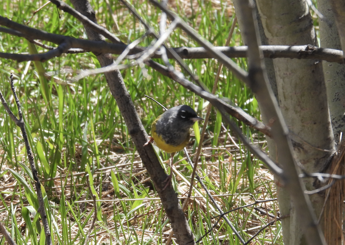 MacGillivray's Warbler - ML619948735