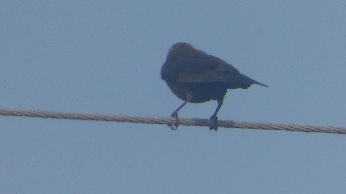 Brown-headed Cowbird - ML619948742