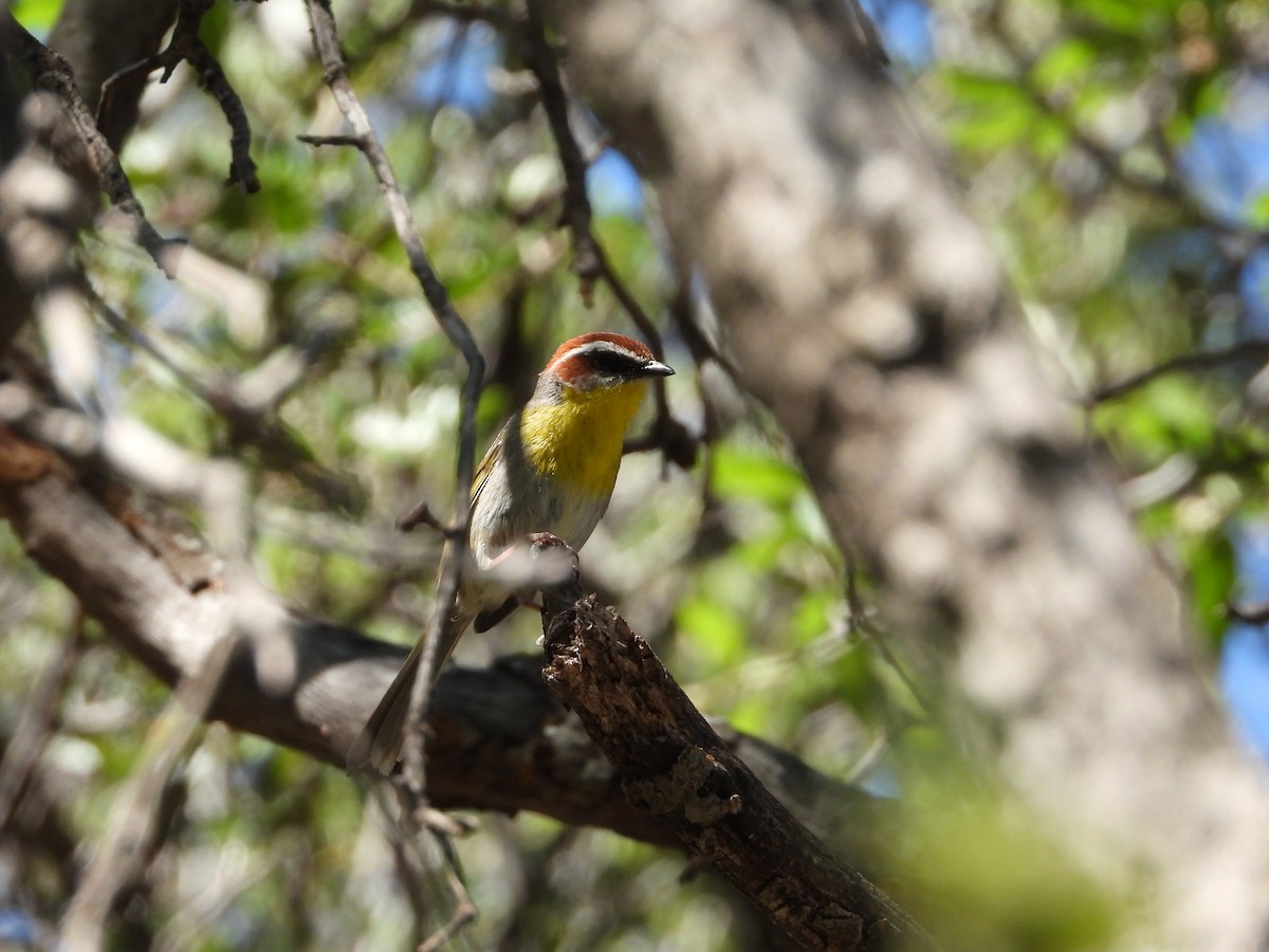Rufous-capped Warbler - ML619948749