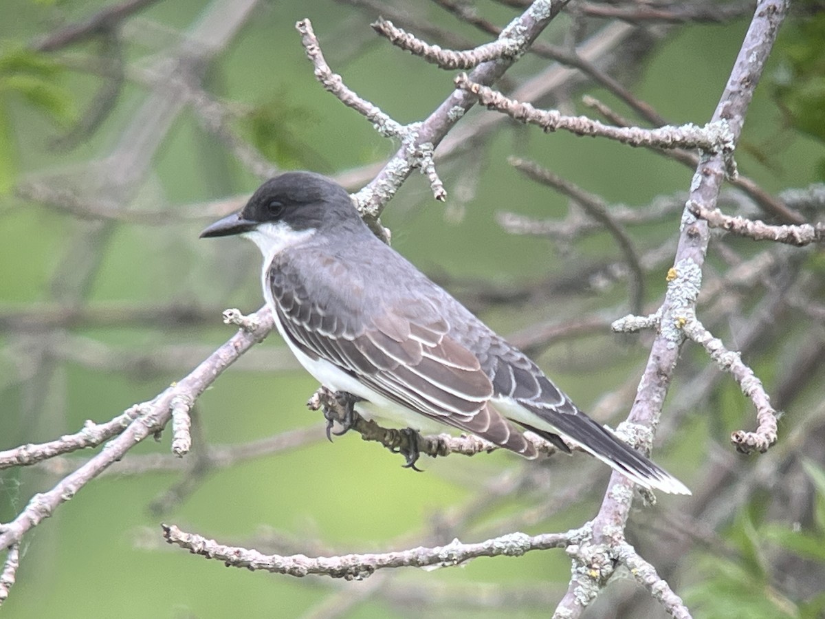 Eastern Kingbird - ML619948750