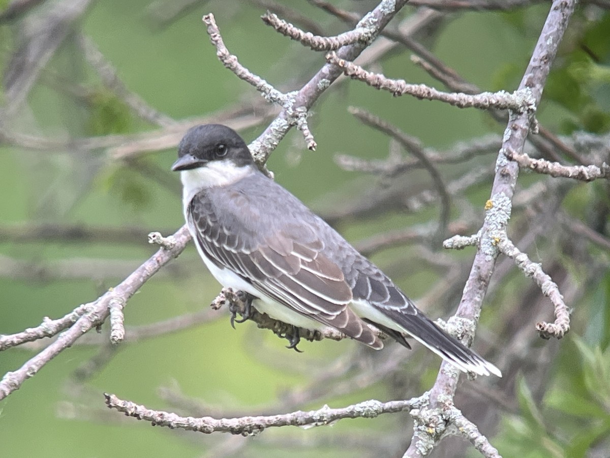 Eastern Kingbird - Daryl Bernard