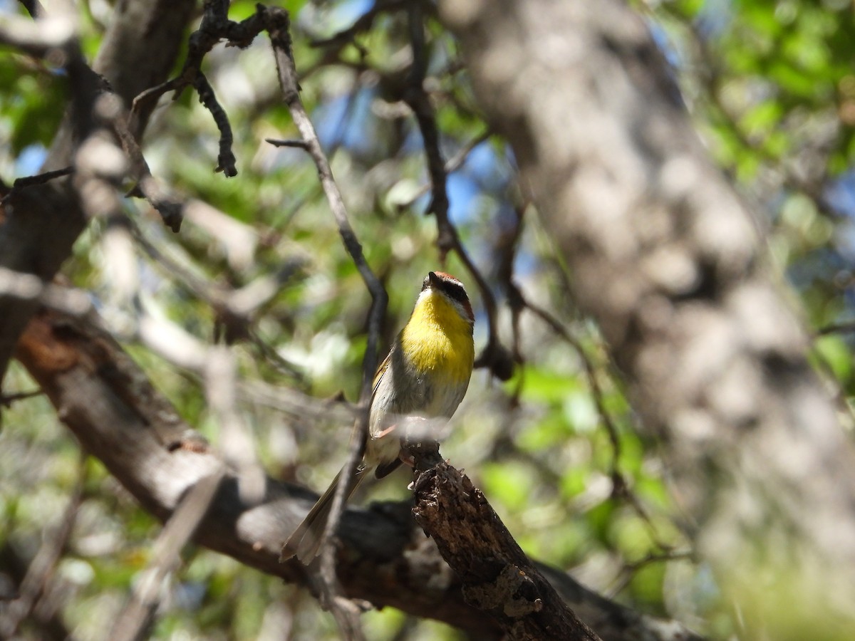 Rufous-capped Warbler - ML619948753