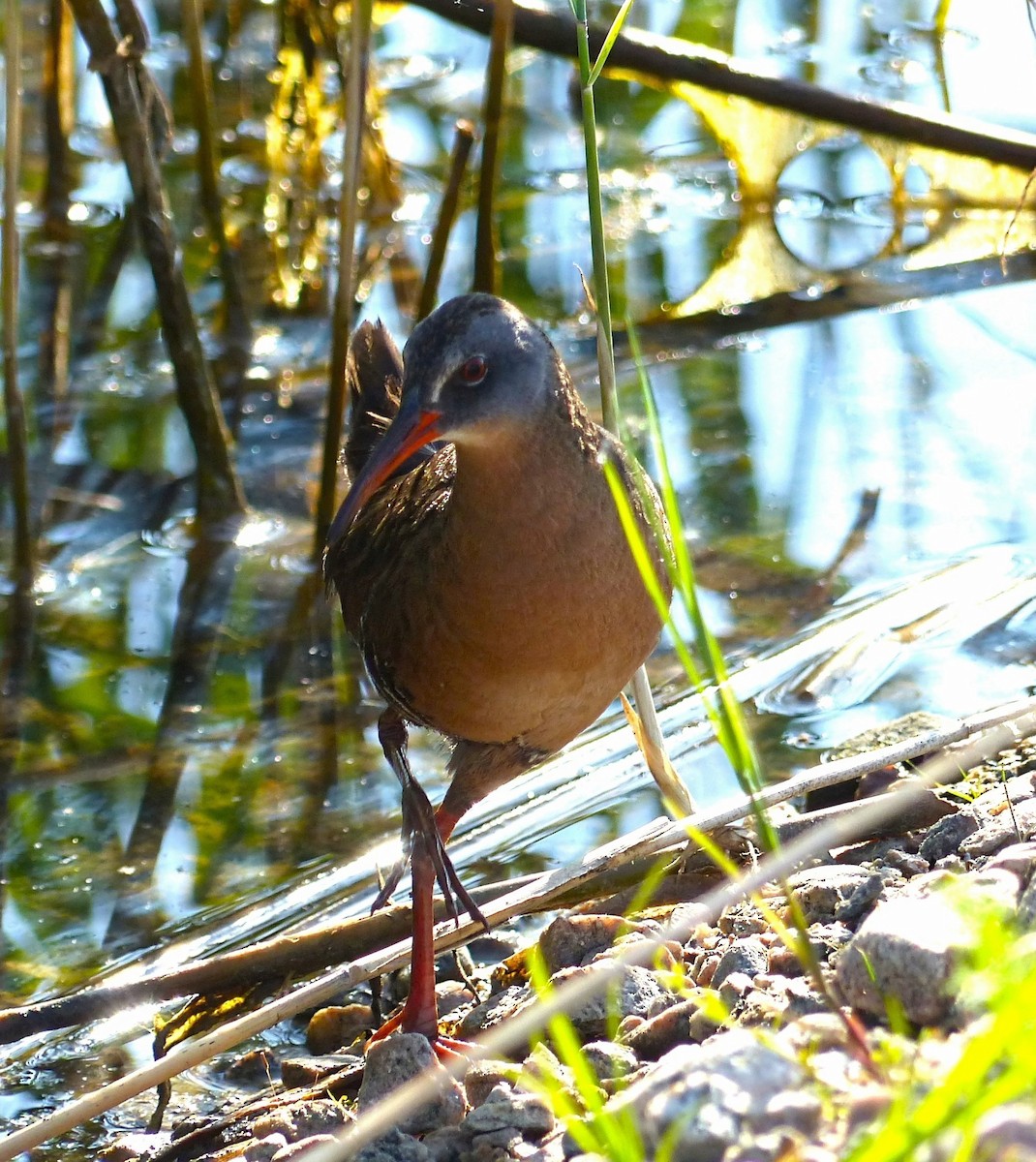 Virginia Rail - ML619948755