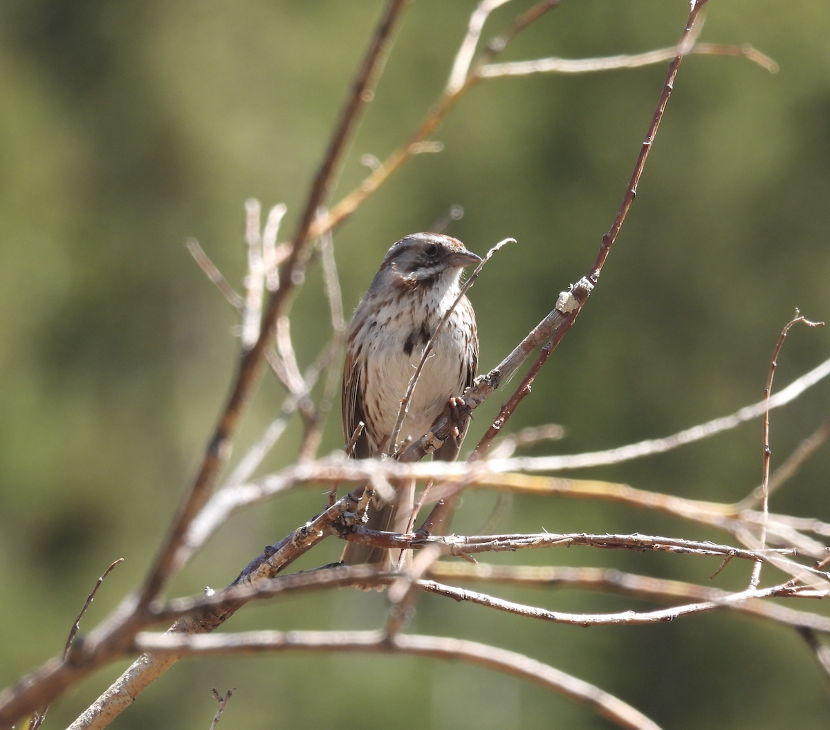 Song Sparrow - ML619948756