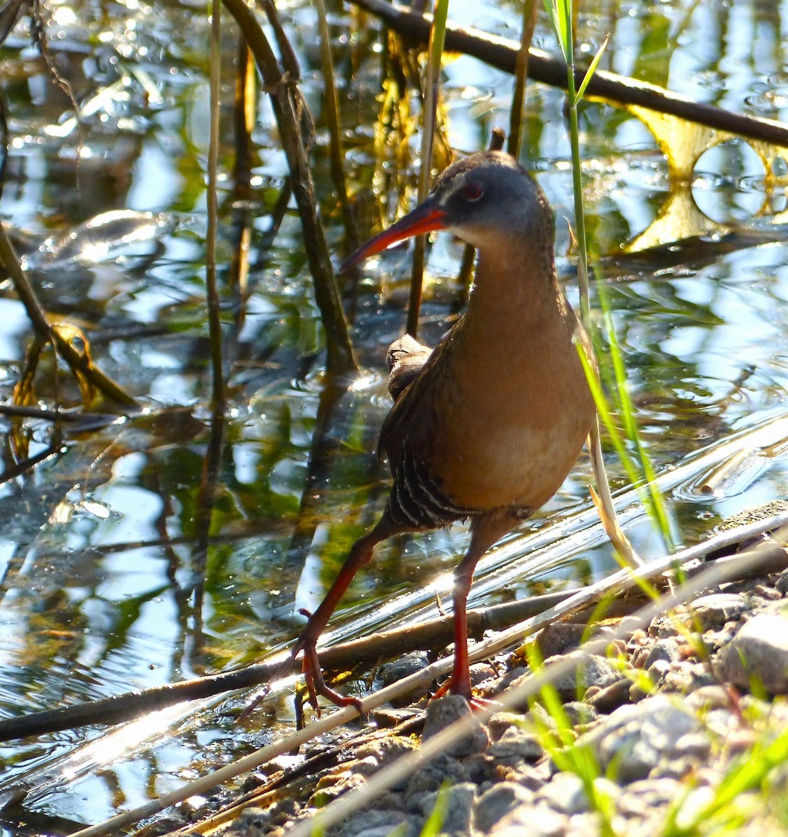 Virginia Rail - ML619948759