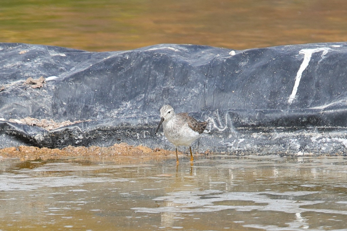 Stilt Sandpiper - ML619948767