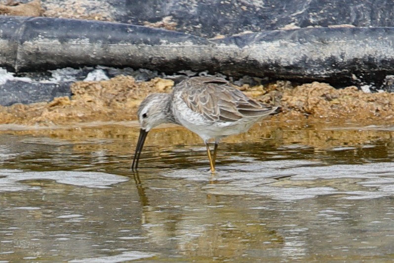 Stilt Sandpiper - ML619948768