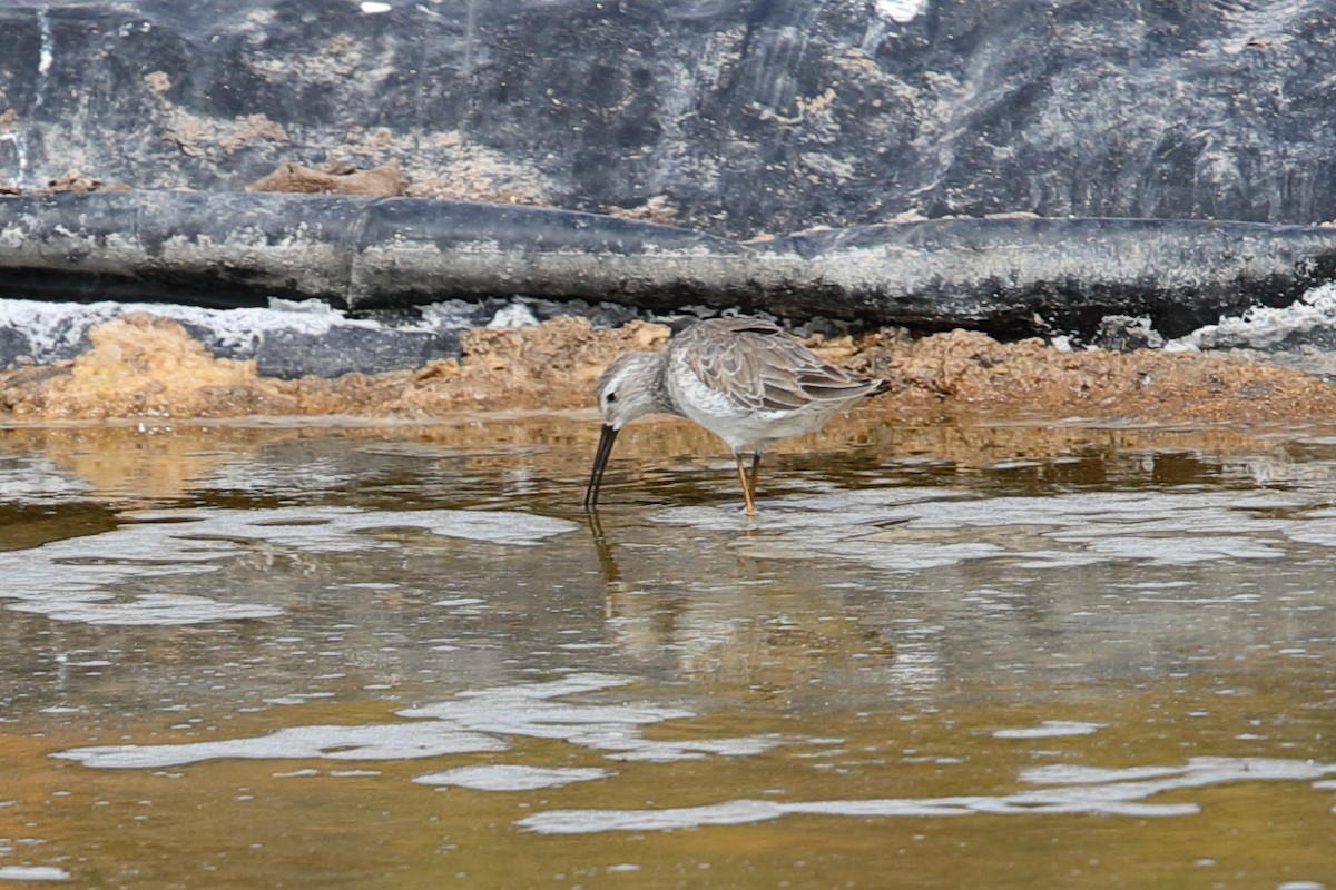 Stilt Sandpiper - ML619948769