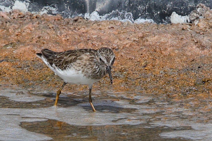 Least Sandpiper - ML619948777