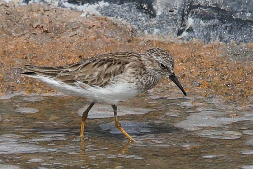 Cüce Kumkuşu - ML619948778