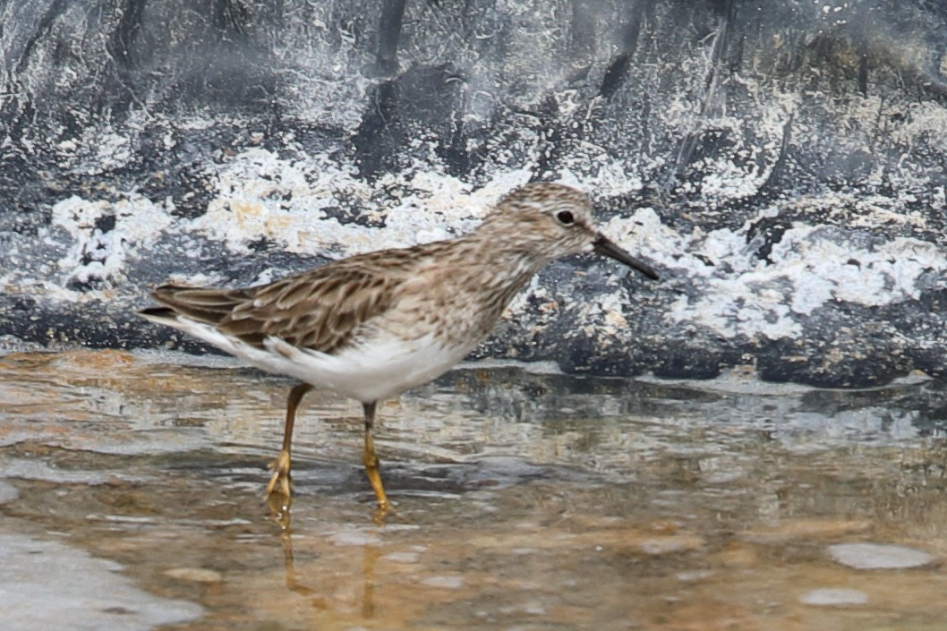 Least Sandpiper - ML619948779