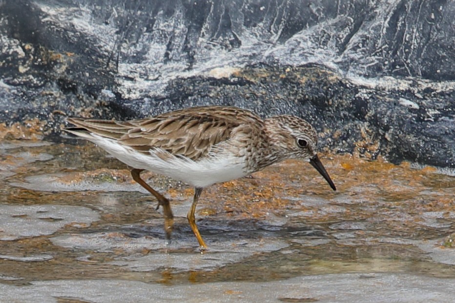 Least Sandpiper - ML619948780