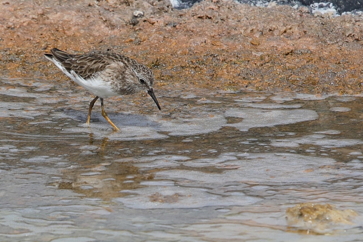 Least Sandpiper - ML619948781