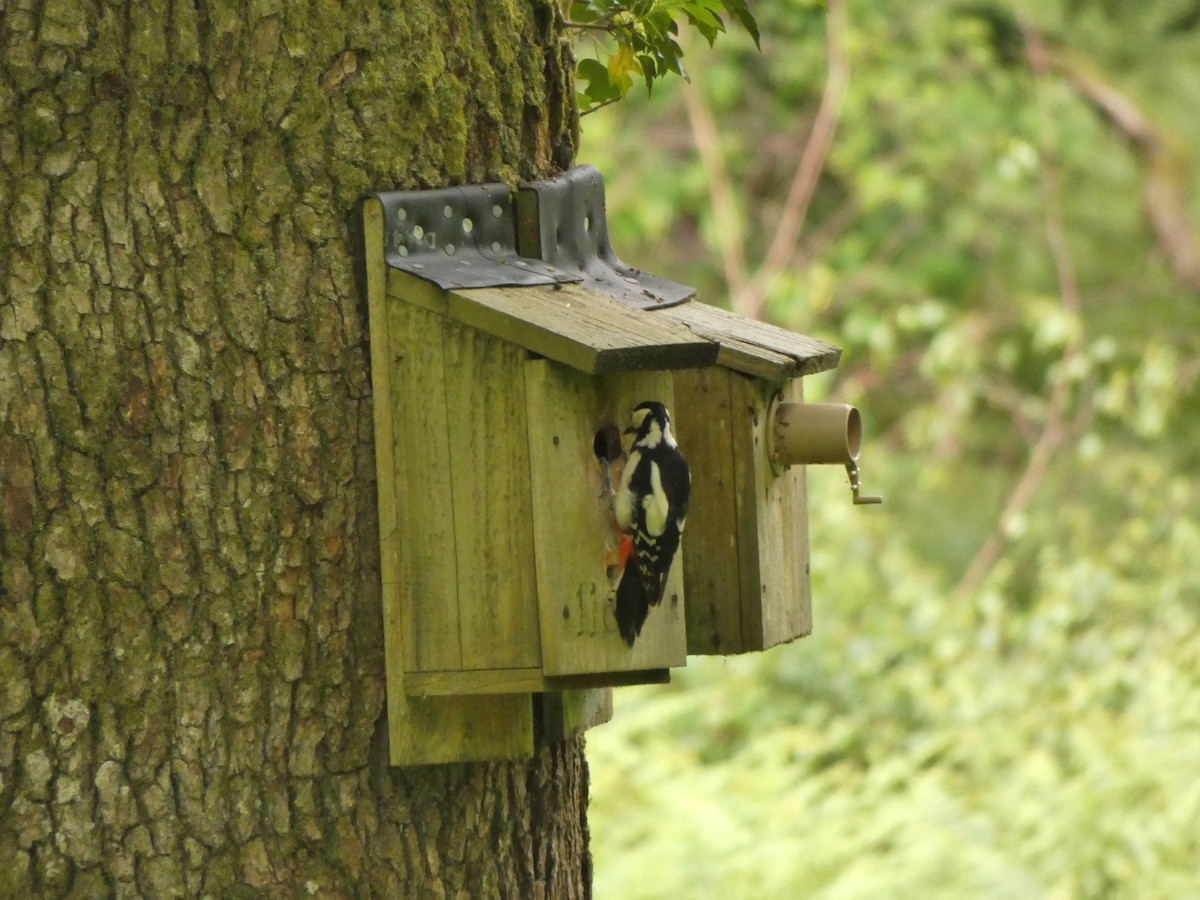Great Spotted Woodpecker - ML619948805