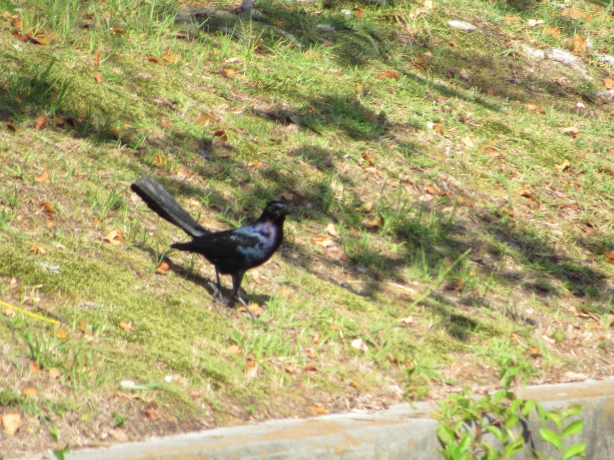 Boat-tailed Grackle - ML619948816