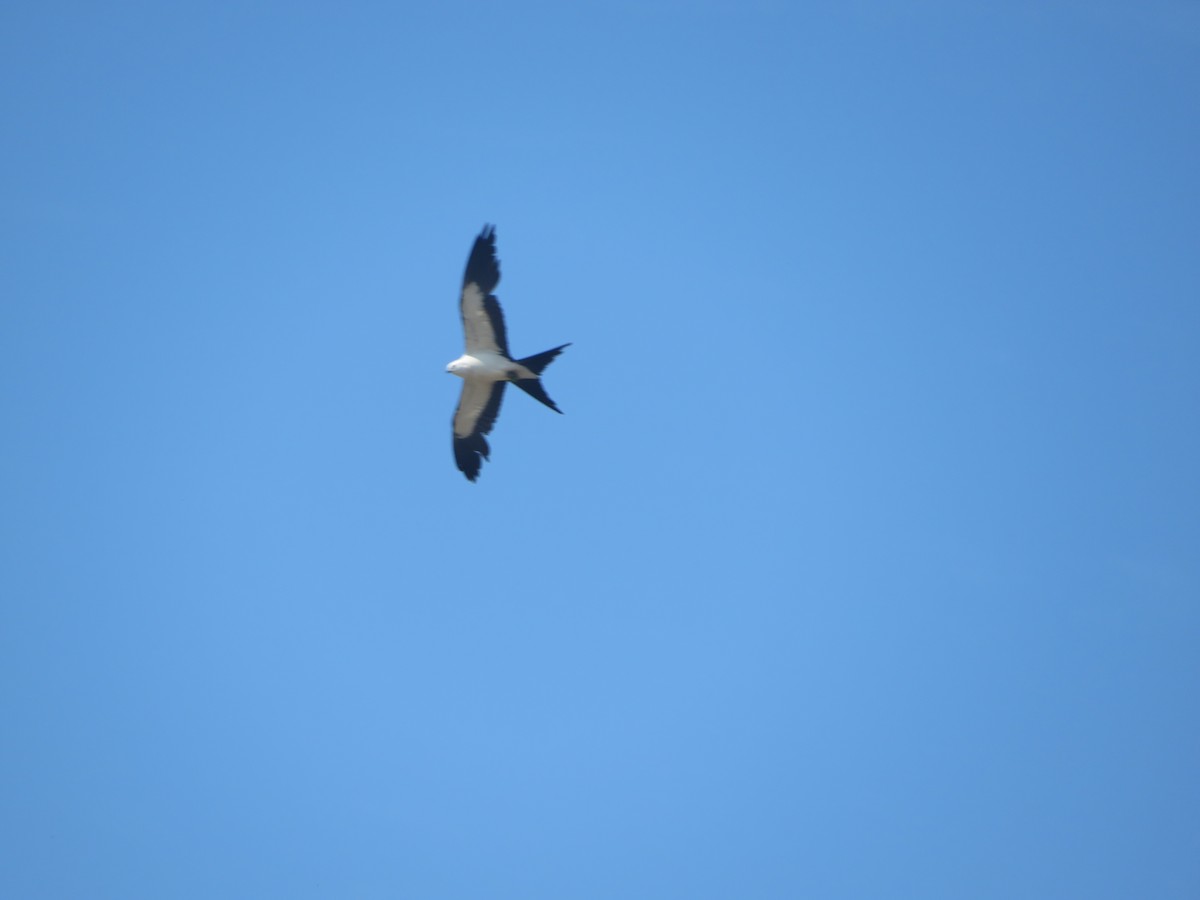 Swallow-tailed Kite - ML619948841